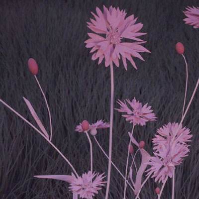 满堂彩手机app下载